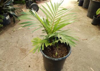DYPSIS LEPTOCHEILOS THE TEDDY BEAR PALM