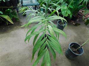 DYPSIS LUCUBENSIS TALL, THIN TRUNKED PINNATE PALM