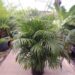 DYPSIS LUTESCENS THE ARECA PALM