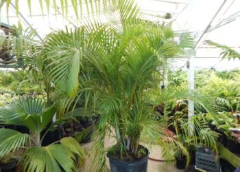 DYPSIS LUTESCENS THE ARECA OR GOLDEN CANE PALM