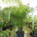 DYPSIS LUTESCENS THE ARECA OR GOLDEN CANE PALM