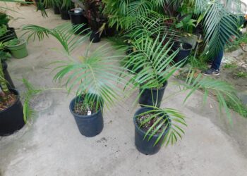 DYPSIS ONILAHENSIS SUPER ATTRACTIVE PALM FROM MADAGASCAR