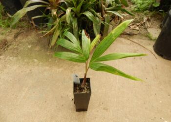 DYPSIS PEMBANA RARE, GOOD SIZED SUCKERING PALM FROM PEMBA ISLAND