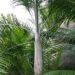 DYPSIS PLUMOSA THIN TRUNK PALM FROM MADAGASCAR