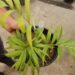 DYPSIS PRESTONIANA VERY RARE SINGLE TRUNK PALM FROM MADAGASCAR
