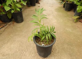 DYPSIS PRESTONIANA  RARE MADAGASCAR PALM