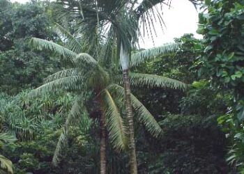 DYPSIS SAINTELUCEI SINGLE TRUNK – WHITE CROWN SHAFT NATIVE TO MADAGASCAR