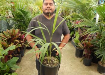 DYPSIS SAINTELUCEI SINGLE TRUNK – WHITE CROWN SHAFT