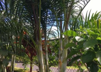 DYPSIS LAFAZAMANGA SUCKERING PALM FROM MADAGASCAR