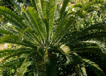 ENCEPHALARTOS ALTENSTEINII LARGER GREEN CYCAD FROM SO AFRICA