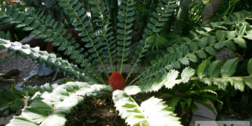 ENCEPHALARTOS FEROX