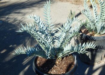 ENCEPHALARTOS BLUE ARENARIUS X ENCEPHALARTOS HORRIDUS