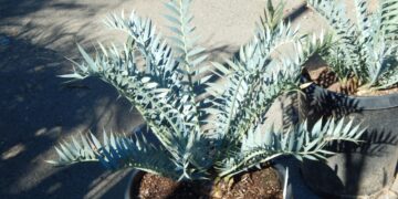 ENCEPHALARTOS BLUE ARENARIUS X ENCEPHALARTOS HORRIDUS