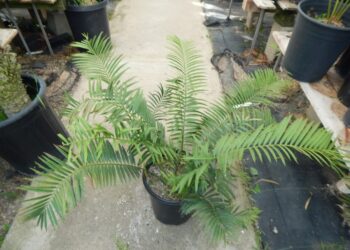 ENCEPHALARTOS AEMULANS