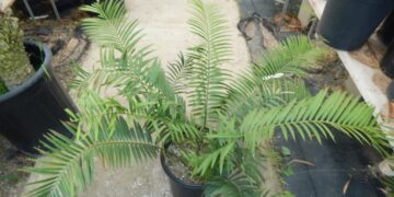 ENCEPHALARTOS AEMULANS