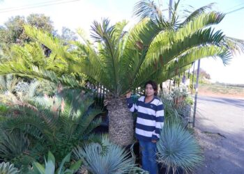 ENCEPHALARTOS ALTENSTEINII