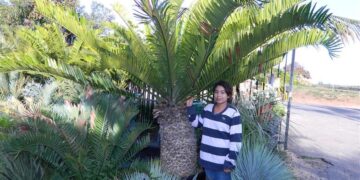 ENCEPHALARTOS ALTENSTEINII