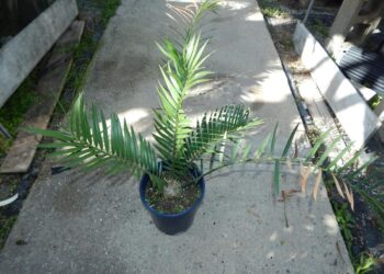 ENCEPHALARTOS ALTENSTEINII X ENCEPHALARTOS LEHMANNII