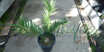 ENCEPHALARTOS ALTENSTEINII X ENCEPHALARTOS LEHMANNII