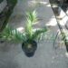 ENCEPHALARTOS ALTENSTEINII X ENCEPHALARTOS LEHMANNII