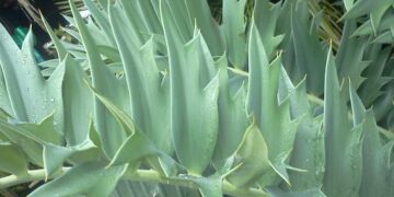 ENCEPHALARTOS ARENARIUS – BLUE & GREEN VARIETIES RARE SOUTH AFRICAN CYCAD