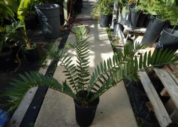 ENCEPHALARTOS ARENARIUS X ENCEPHALARTOS NATALENSIS