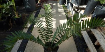 ENCEPHALARTOS ARENARIUS X ENCEPHALARTOS NATALENSIS