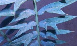 ENCEPHALARTOS ARENARIUS – BLUE & GREEN VARIETIES RARE SOUTH AFRICAN CYCAD