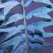 ENCEPHALARTOS ARENARIUS – BLUE & GREEN VARIETIES RARE SOUTH AFRICAN CYCAD