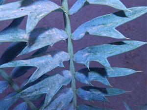 ENCEPHALARTOS ARENARIUS – BLUE & GREEN VARIETIES RARE SOUTH AFRICAN CYCAD