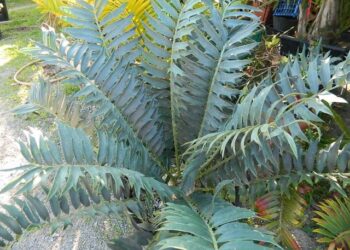 ENCEPHALARTOS ARENARIUS – BLUE, BLUE-GREEN & GREEN VARIETIES RARE SOUTH AFRICAN CYCAD