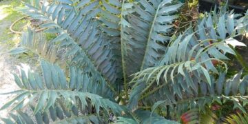 ENCEPHALARTOS ARENARIUS – BLUE, BLUE-GREEN & GREEN VARIETIES RARE SOUTH AFRICAN CYCAD