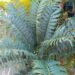 ENCEPHALARTOS ARENARIUS – BLUE, BLUE-GREEN & GREEN VARIETIES RARE SOUTH AFRICAN CYCAD