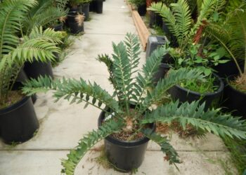 ENCEPHALARTOS ARENARIUS – GREEN FORM