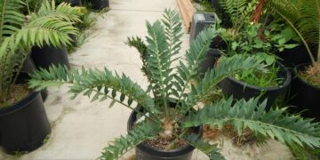 ENCEPHALARTOS ARENARIUS – GREEN FORM