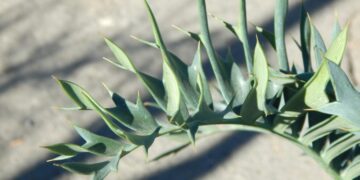 ENCEPHALARTOS BLUE ARENARIUS X ENCEPHALARTOS HORRIDUS