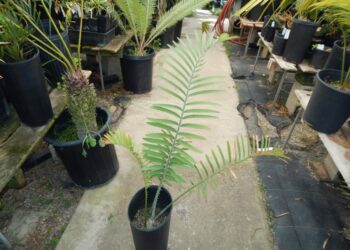 ENCEPHALARTOS BUBALINUS
