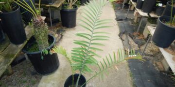 ENCEPHALARTOS BUBALINUS