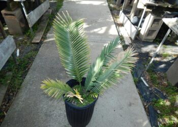 ENCEPHALARTOS CERINUS