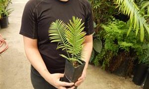 ASSORTED CYCAD SEEDLINGS VARIOUS SPECIES