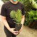 ASSORTED CYCAD SEEDLINGS VARIOUS SPECIES