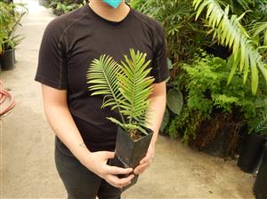ASSORTED CYCAD SEEDLINGS VARIOUS SPECIES
