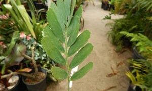 ENCEPHALARTOS EUGENE-MARAISII EXTREMELY ATTRACTIVE BLUE TRANSVAAL CYCAD