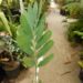 ENCEPHALARTOS EUGENE-MARAISII EXTREMELY ATTRACTIVE BLUE TRANSVAAL CYCAD