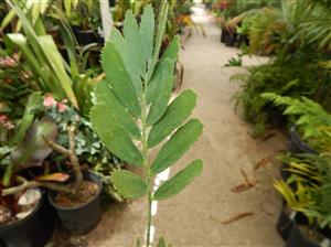 ENCEPHALARTOS EUGENE-MARAISII EXTREMELY ATTRACTIVE BLUE TRANSVAAL CYCAD