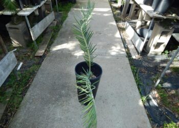 ENCEPHALARTOS FRIDERICI-GUILIELMI