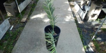 ENCEPHALARTOS FRIDERICI-GUILIELMI