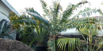 ENCEPHALARTOS GRATUS