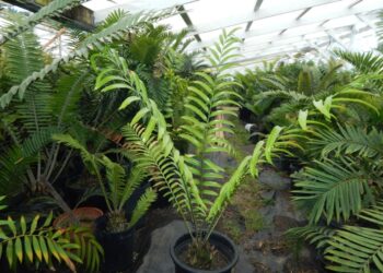 ENCEPHALARTOS HILDEBRANDTII