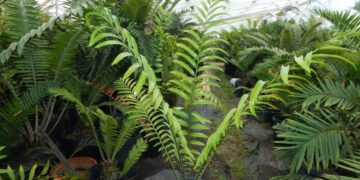 ENCEPHALARTOS HILDEBRANDTII